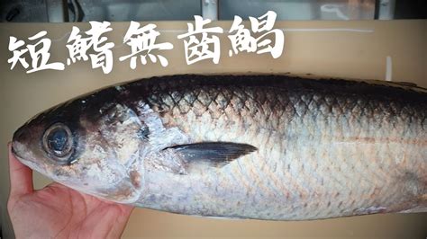 魚種查詢|台灣魚類資料庫